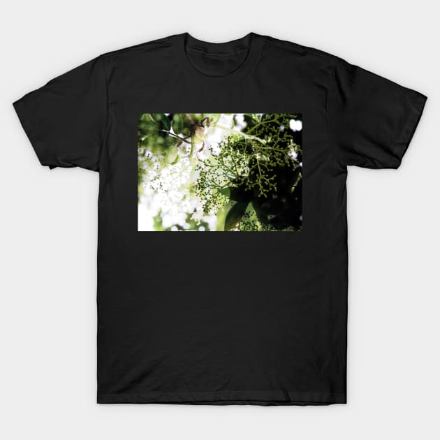 Elderflower blossom in midsummer light T-Shirt by WesternExposure